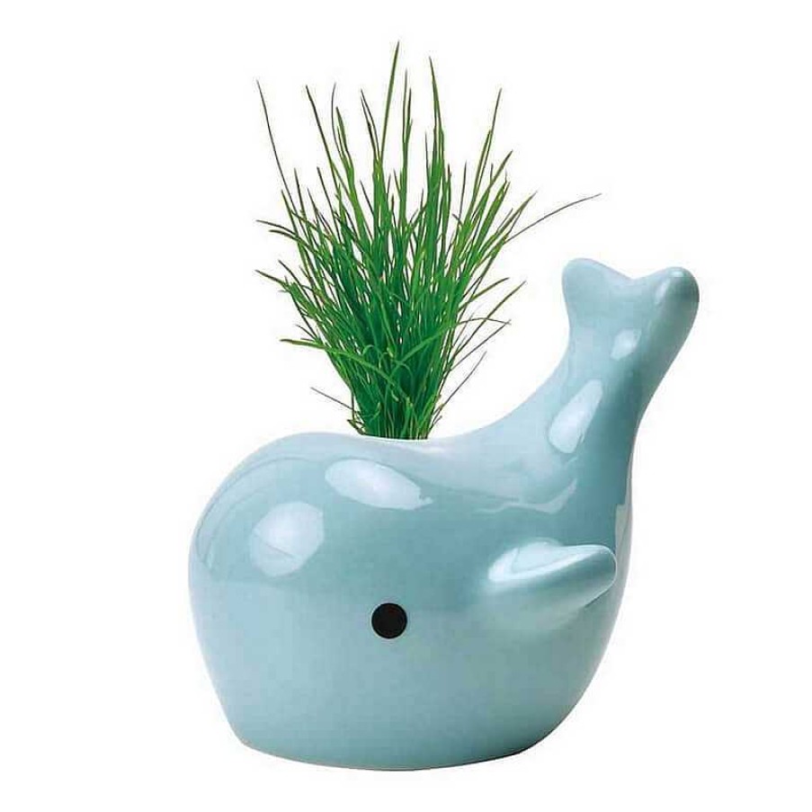 Lifestyle Noted Jardin | Plante Baleine "Happy Whale" Bleu - Noted