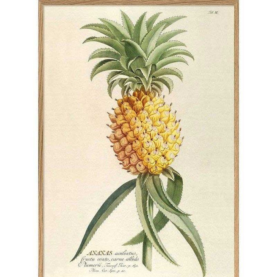 Maison & D Coration The Dybdahl Co Affiches, Posters D Co | Affiche Ananas Aculeatus A1 - The Dybdahl Co