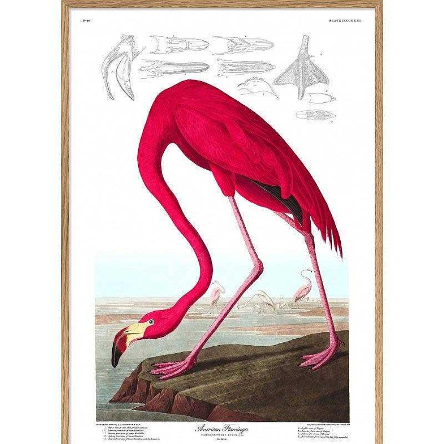 Maison & D Coration The Dybdahl Co Affiches, Posters D Co | Affiche Flamant Rose A1 - The Dybdahl Co