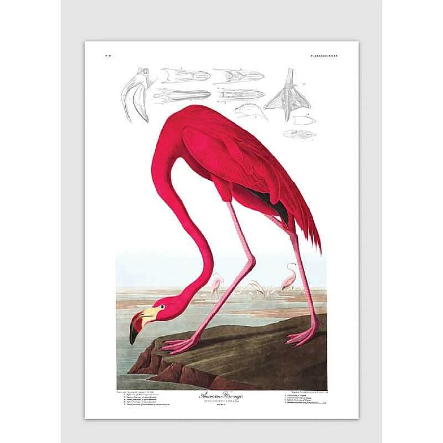 Maison & D Coration The Dybdahl Co Affiches, Posters D Co | Affiche Flamant Rose A1 - The Dybdahl Co