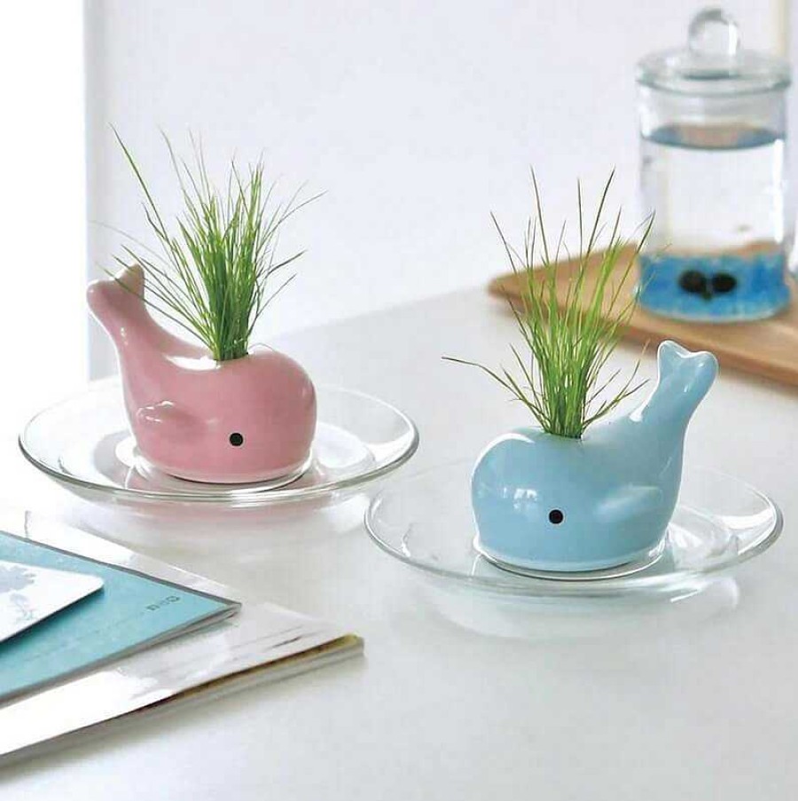 Lifestyle Noted Jardin | Plante Baleine "Happy Whale" Bleu - Noted